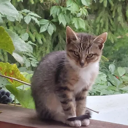 Проживание в семье Zakatek Nad Jeziorem